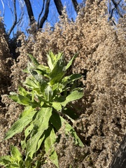 Apalochlamys spectabilis