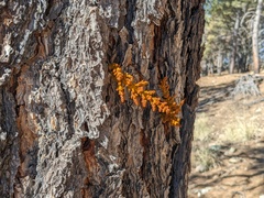 Arceuthobium vaginatum