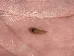 Whitmania laevis