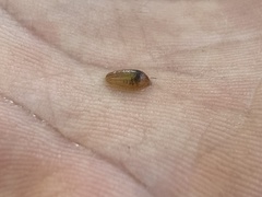 Whitmania laevis