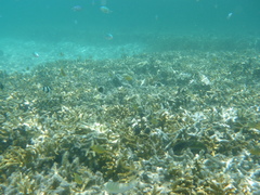 Pomacentrus moluccensis