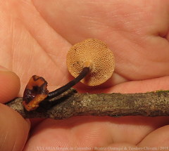 Polyporus guianensis