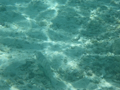 Valenciennea longipinnis