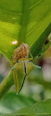 Alchisme tridentata