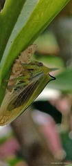 Alchisme tridentata