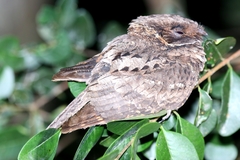 Nyctiphrynus yucatanicus