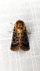 Proteuxoa sanguinipuncta