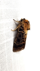 Proteuxoa sanguinipuncta