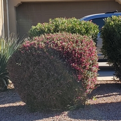 Bougainvillea × buttiana