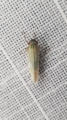 Cofana spectra