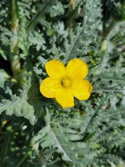 Mentzelia gracilenta