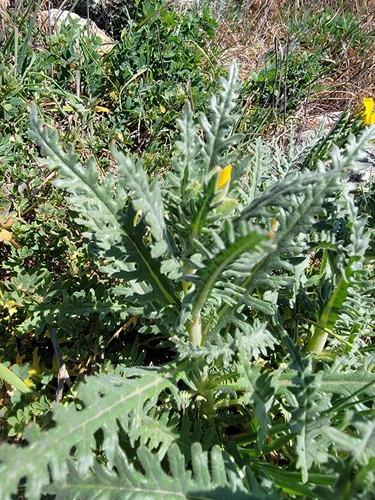 Image of Mentzelia gracilenta by no rights reserved