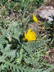 Mentzelia gracilenta