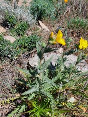 Mentzelia gracilenta