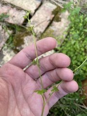 Ranunculus platensis