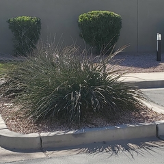 Hesperaloe parviflora