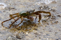 Grapsus albolineatus