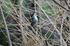 Sylvia atricapilla