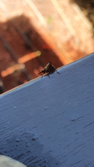 Scolopterus penicillatus