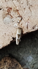 Stathmopoda megathyma