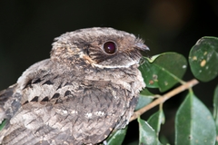 Nyctiphrynus yucatanicus