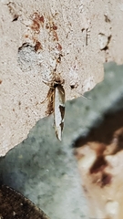 Stathmopoda megathyma