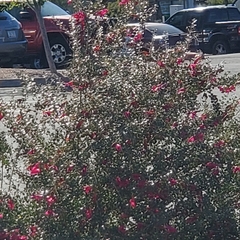 Bougainvillea × buttiana