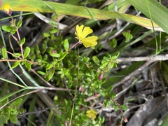 Hibbertia aspera