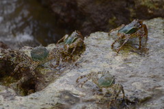 Grapsus albolineatus