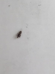 Pediculus humanus capitis