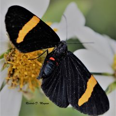 Melanis marathon charon