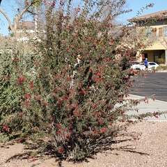 Calliandra californica