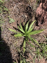 Deinandra paniculata