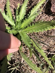 Deinandra paniculata