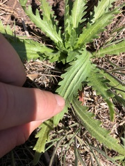 Deinandra paniculata