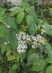 Alloispermum