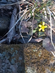 Ranunculus harveyi