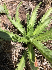 Deinandra paniculata