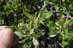Salix brachycarpa