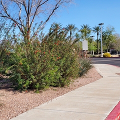 Calliandra californica