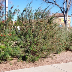 Calliandra californica