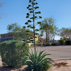 Agave