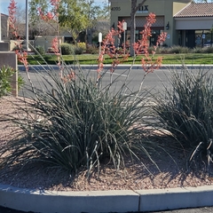 Hesperaloe parviflora