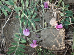 Tephrosia cinerea