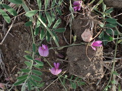 Tephrosia cinerea