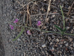 Tephrosia cinerea