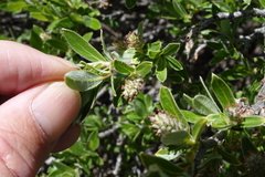 Salix brachycarpa
