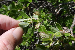 Salix brachycarpa
