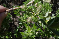 Salix brachycarpa