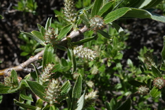 Salix brachycarpa